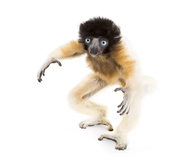 4 Monate alter gekrönter Sifaka steht gegen Weiß — Stockfoto