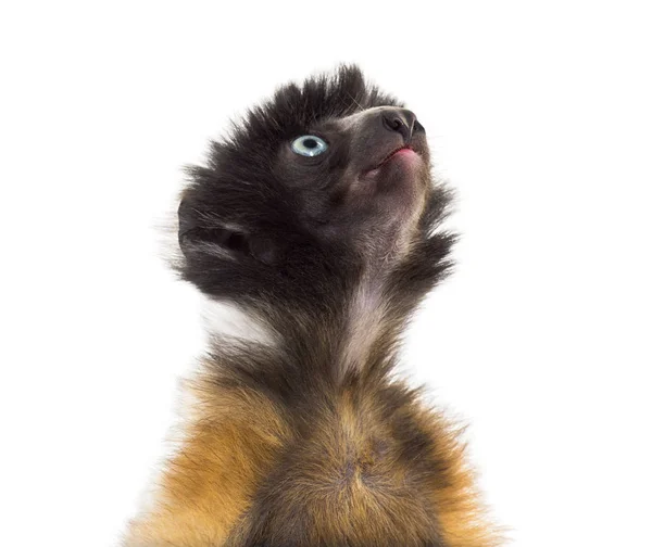 Close-up of 4 months old baby Crowned Sifaka — Stock Photo, Image