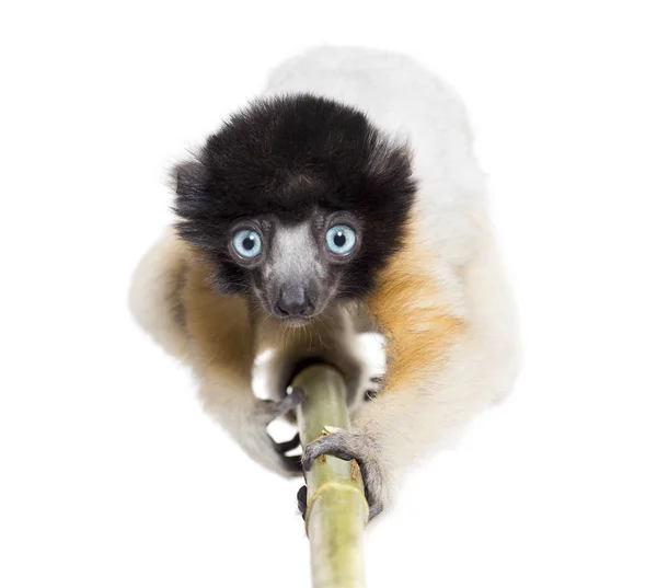 4 maanden oud naderende baby gekroond sifaka kijken naar camera — Stockfoto