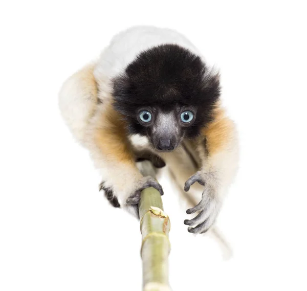 4 months old approaching baby Crowned Sifaka looking at camera — Stock Photo, Image