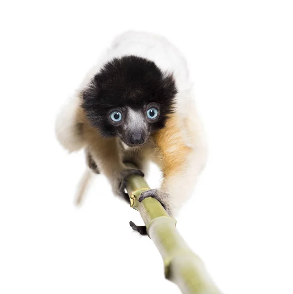 4 mesi si avvicina bambino incoronato Sifaka guardando la fotocamera — Foto Stock