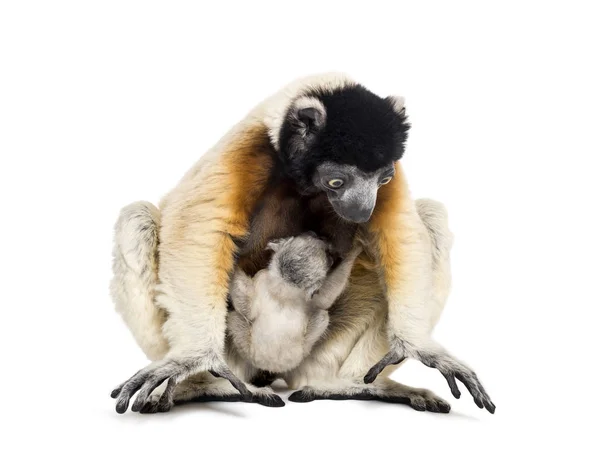 Mother Crowned Sifaka and her two months old baby sitting — Stock Photo, Image