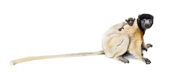 Мать коронованная Сифака и ее двухмесячный ребенок сидят
