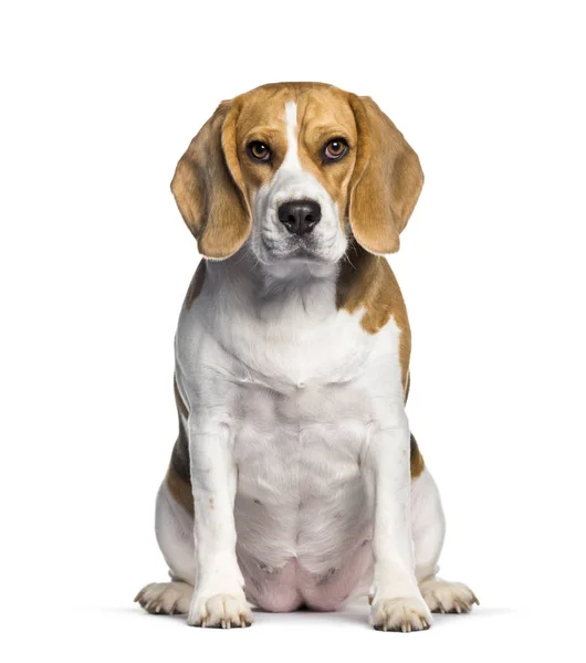 Beagle sitzt vor weißem Hintergrund — Stockfoto