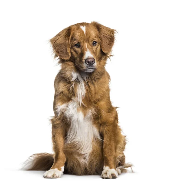 Toller, 2 months, sitting against white background — Stock Photo, Image