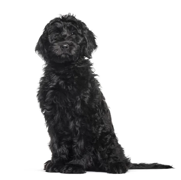 Mixed-breed labradoodle sitting against white background — Stock Photo, Image