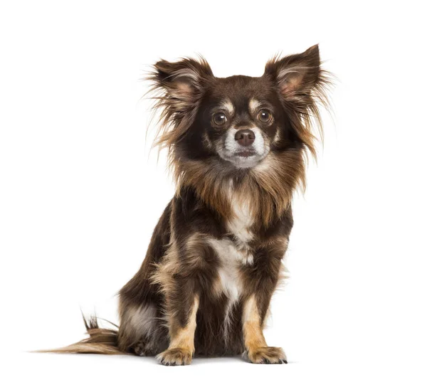 Chihuahua sitting against white background — Stock Photo, Image