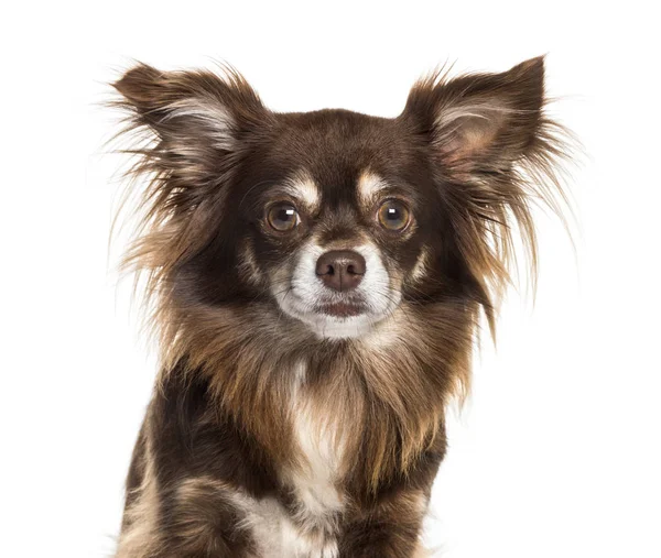 Chihuahua kijken camera tegen witte achtergrond — Stockfoto
