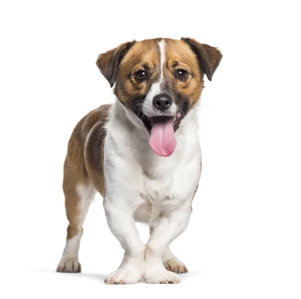 Panting Mixed-breed dog standing against white background — Stock Photo, Image