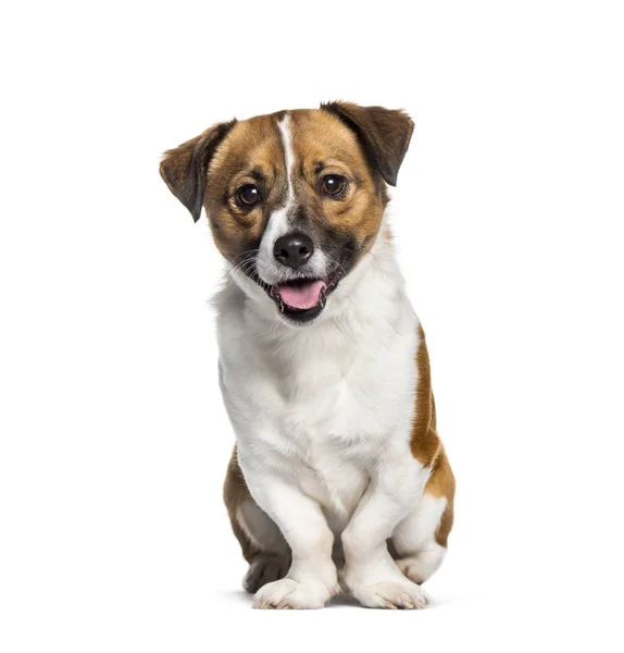 Panting Cão mestiço sentado contra fundo branco — Fotografia de Stock