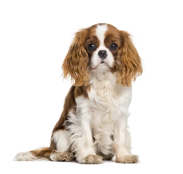 Szczeniak Cavalier król Charles spaniel, pies — Zdjęcie stockowe