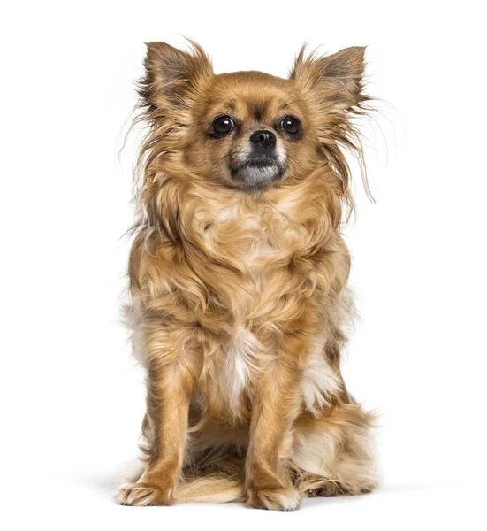 Chihuahua zitten tegen witte achtergrond — Stockfoto