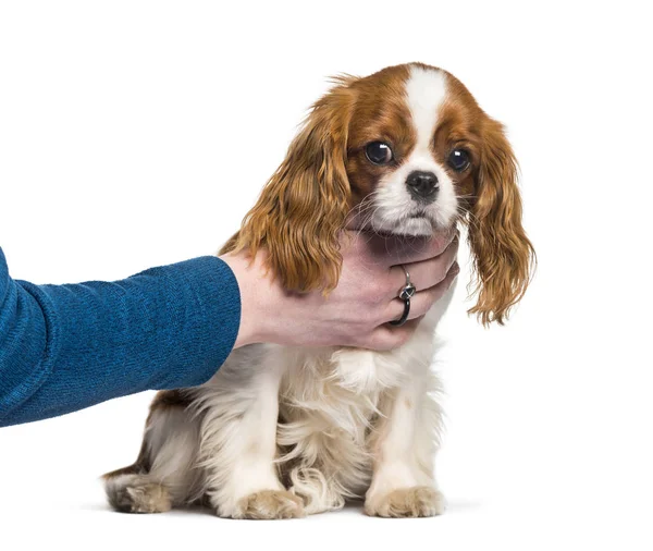 Puppy Cavalier King Charles Spaniel, hond, menselijke hand — Stockfoto