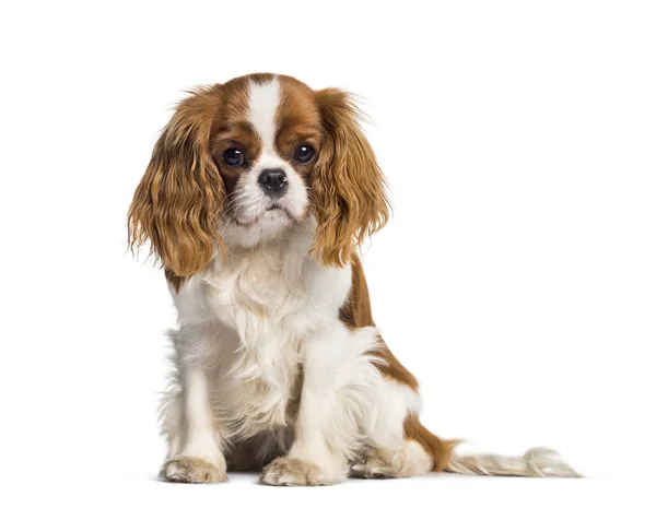 Cavalier filhote de cachorro Rei Charles Spaniel, cão — Fotografia de Stock