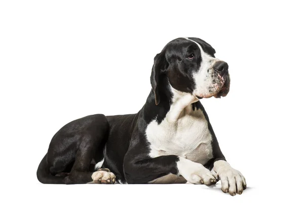 Great Dane, lying on front against white background — Stock Photo, Image