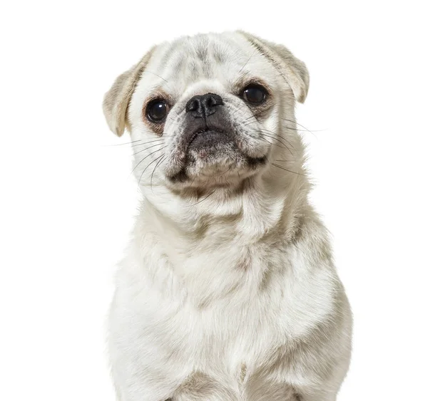 Carlin looking at camera against white background — Stock Photo, Image