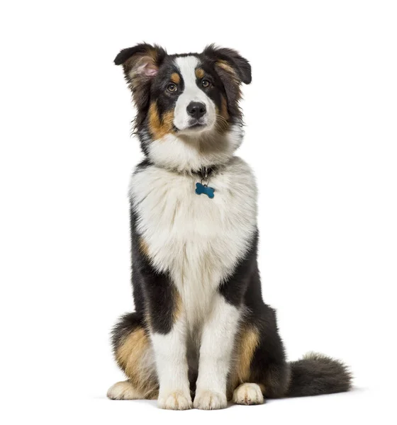 Australian Shepherd sitting against white background — Stock Photo, Image