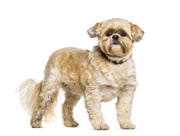 Shih Tzu staande tegen witte achtergrond — Stockfoto