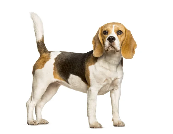 Beagles dog standing against white background — Stock Photo, Image