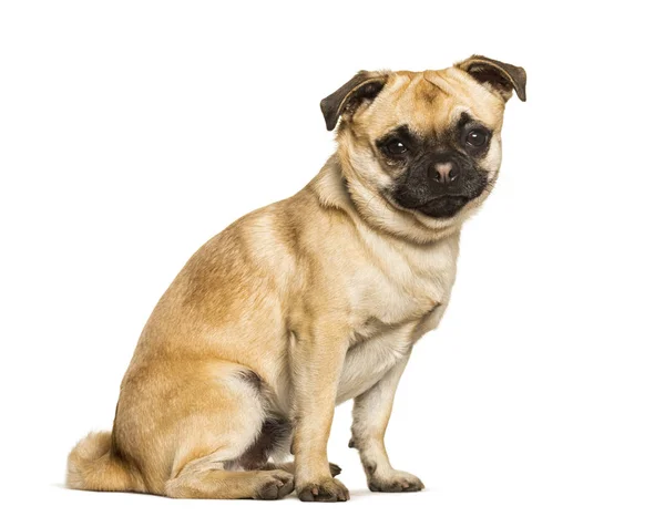 Chug dog is a Mixed-breed between a pug and a Chihuahua sitting — Stock Photo, Image