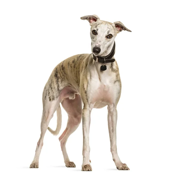 Sighthound perro de pie sobre fondo blanco —  Fotos de Stock