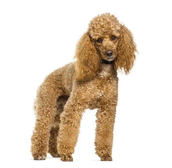Poodle pes stojící proti Bílému pozadí — Stock fotografie