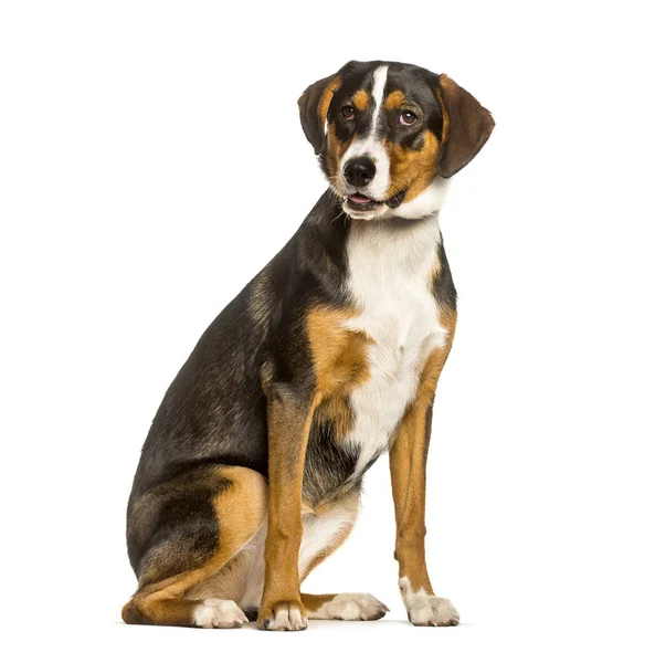 Bir sınır Collie ve bir Malinois arasında Mixed-Breed köpek bir — Stok fotoğraf