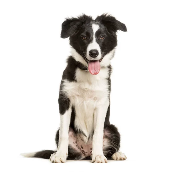 Panting 5 månader gammal valp gränsen Collie hund sittande mot WHI — Stockfoto