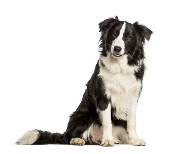 Border Collie hond zit tegen de witte achtergrond — Stockfoto