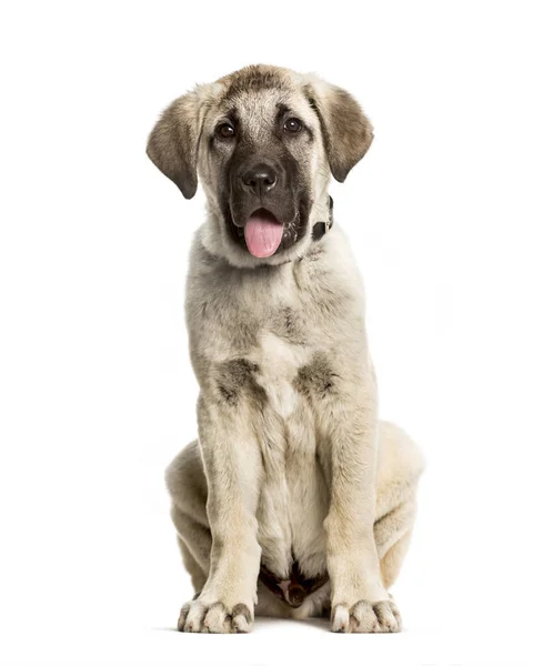 3 měsíce staré štěně Anatolian Shepherd pes, který sedí proti Bílému — Stock fotografie