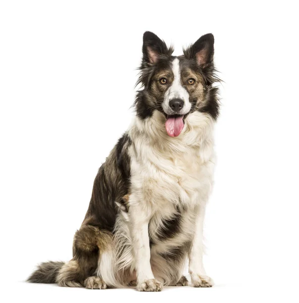 Cão misto sentado contra fundo branco — Fotografia de Stock