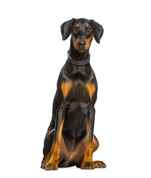 Dobermann-Hund sitzt vor weißem Hintergrund — Stockfoto