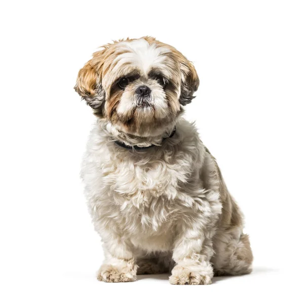 Shih tzu sitzt vor weißem Hintergrund — Stockfoto