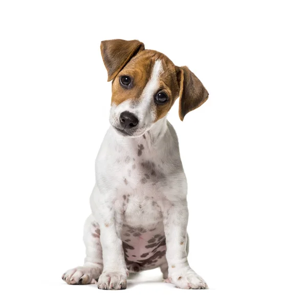 Zwei Monate alter Welpe Jack Russell Terrier Hund sitzt gegen wh — Stockfoto