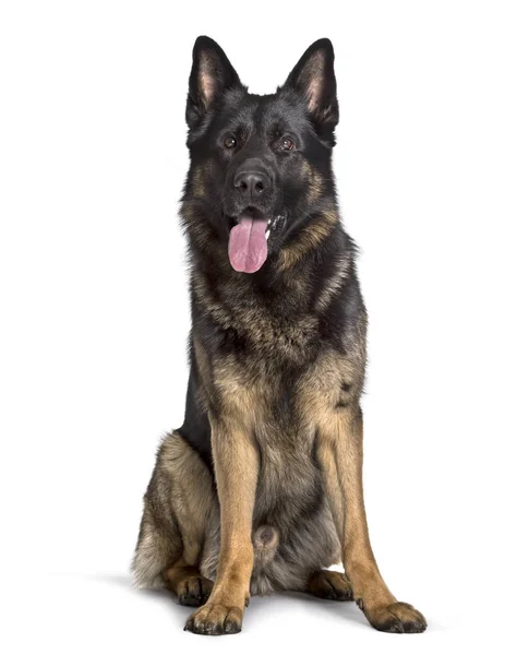 German Shepherd sitting against white background Stock Picture