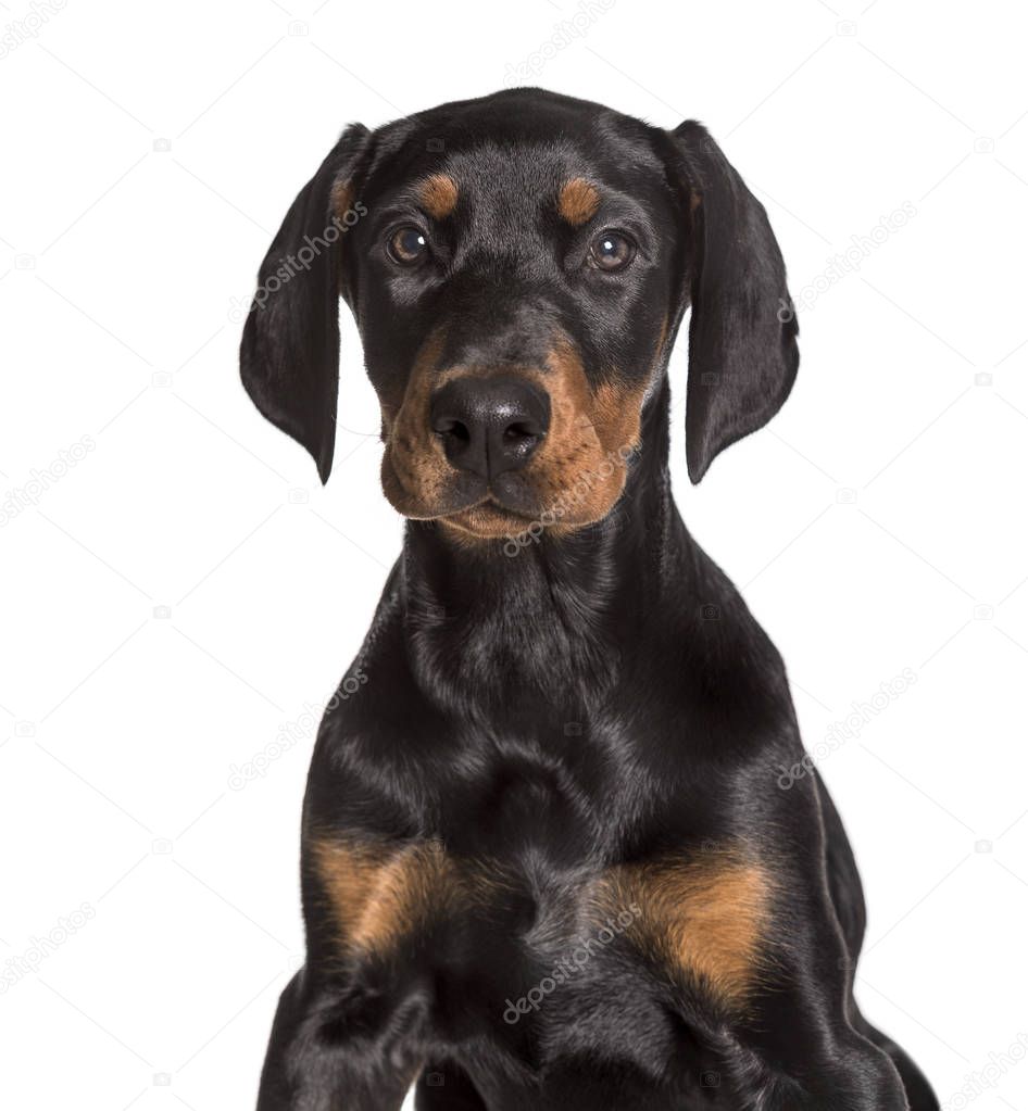Doberman, 2 1/2 months, looking at camera against white backgrou