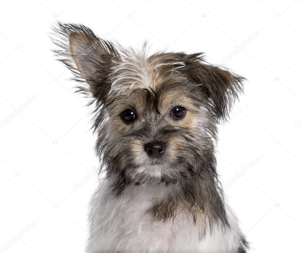 Mezcla de raza, yorkshire y chihuahua, mirando a la cámara contra — Foto de  stock © lifeonwhite #274273150, image size:1023x861