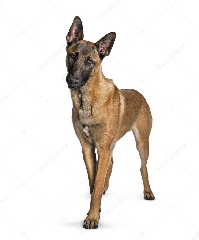 Malinois standing against white background