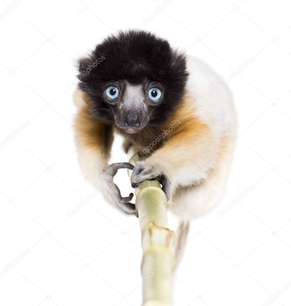 4 months old approaching baby Crowned Sifaka looking at camera