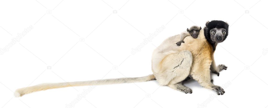 Mother Crowned Sifaka and her two months old baby sitting