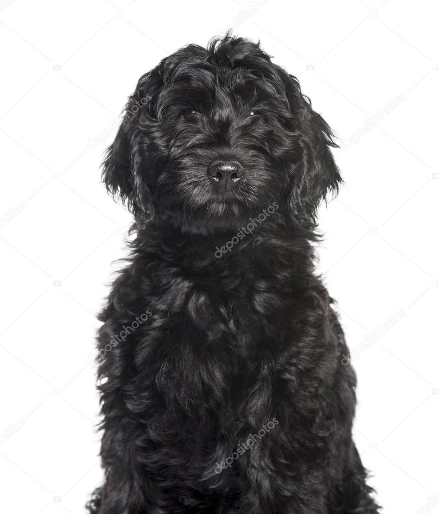 Mixed-breed labradoodle looking at camera against white backgrou