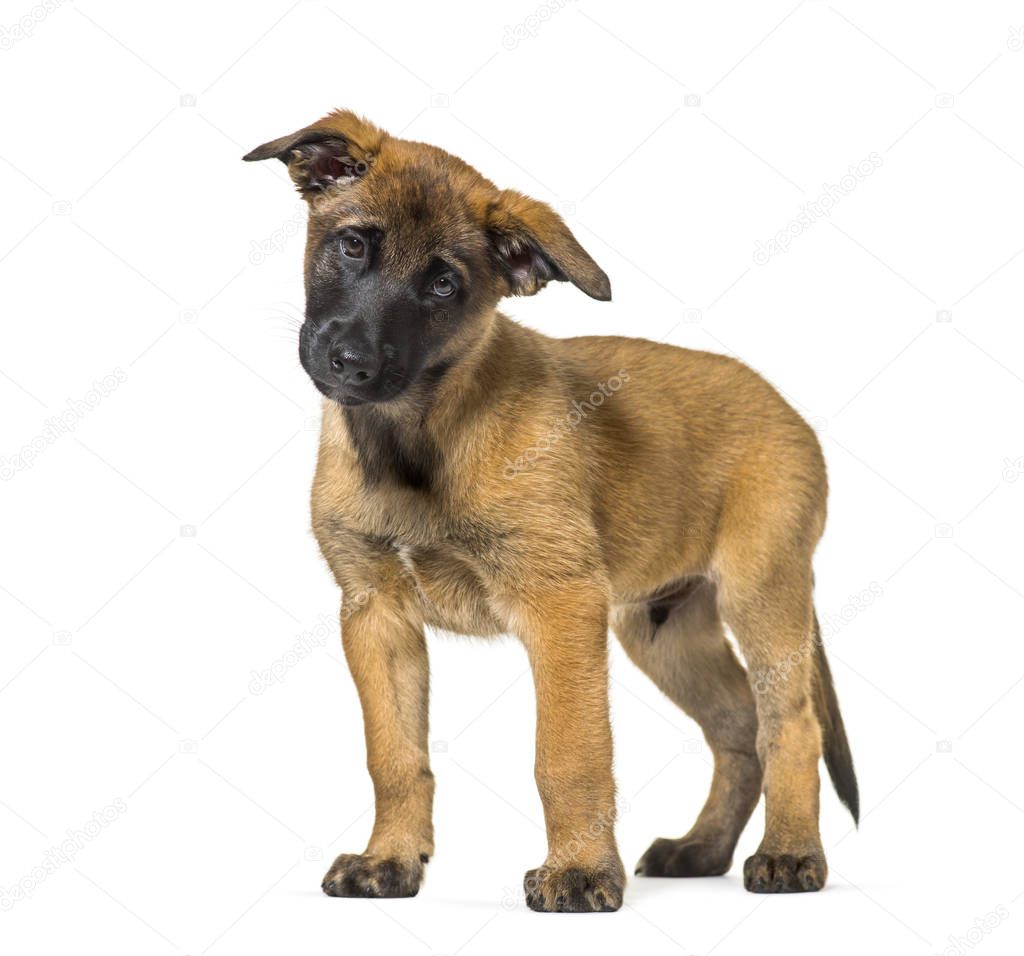 Malinois standing against white background
