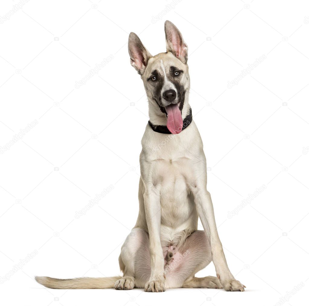 Mixed-breed dog between a husky and a American Staffordshire Ter