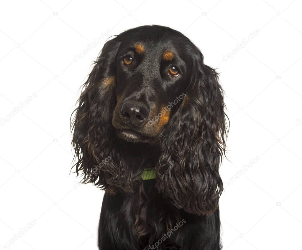 English Cocker Spaniel dog looking at camera against white backg