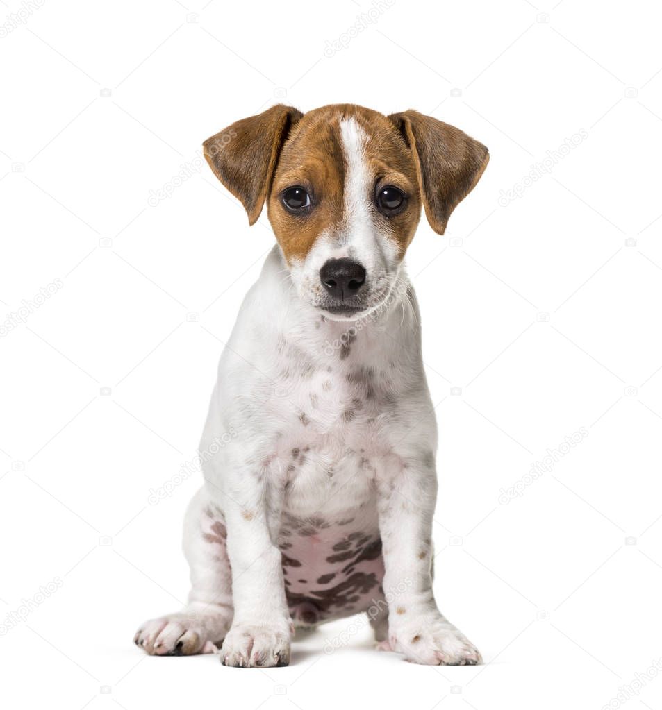 Two months old puppy Jack Russell terrier dog sitting against wh