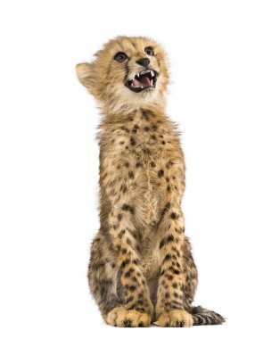 üç ay eski Cheetah cub oturan, beyaz izole