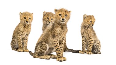 Group of a family of three months old cheetah cubs sitting clipart