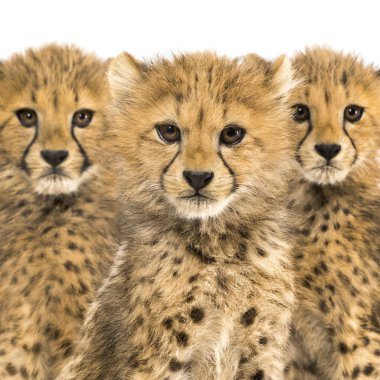 Close-up on a family of three months old cheetah cubs, isolated  clipart