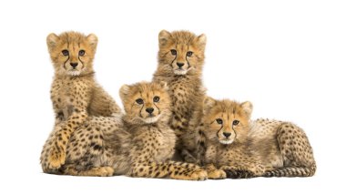 Group of a family of three months old cheetah cubs together clipart