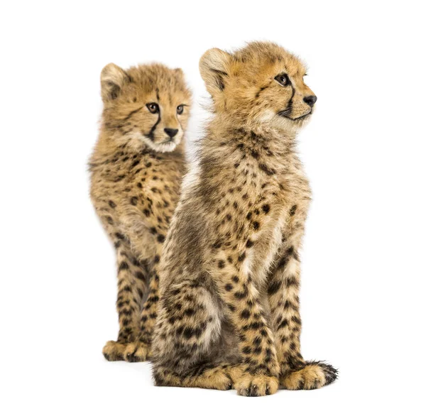 Couple of three months old cheetah cubs, isolated on white — Stock Photo, Image